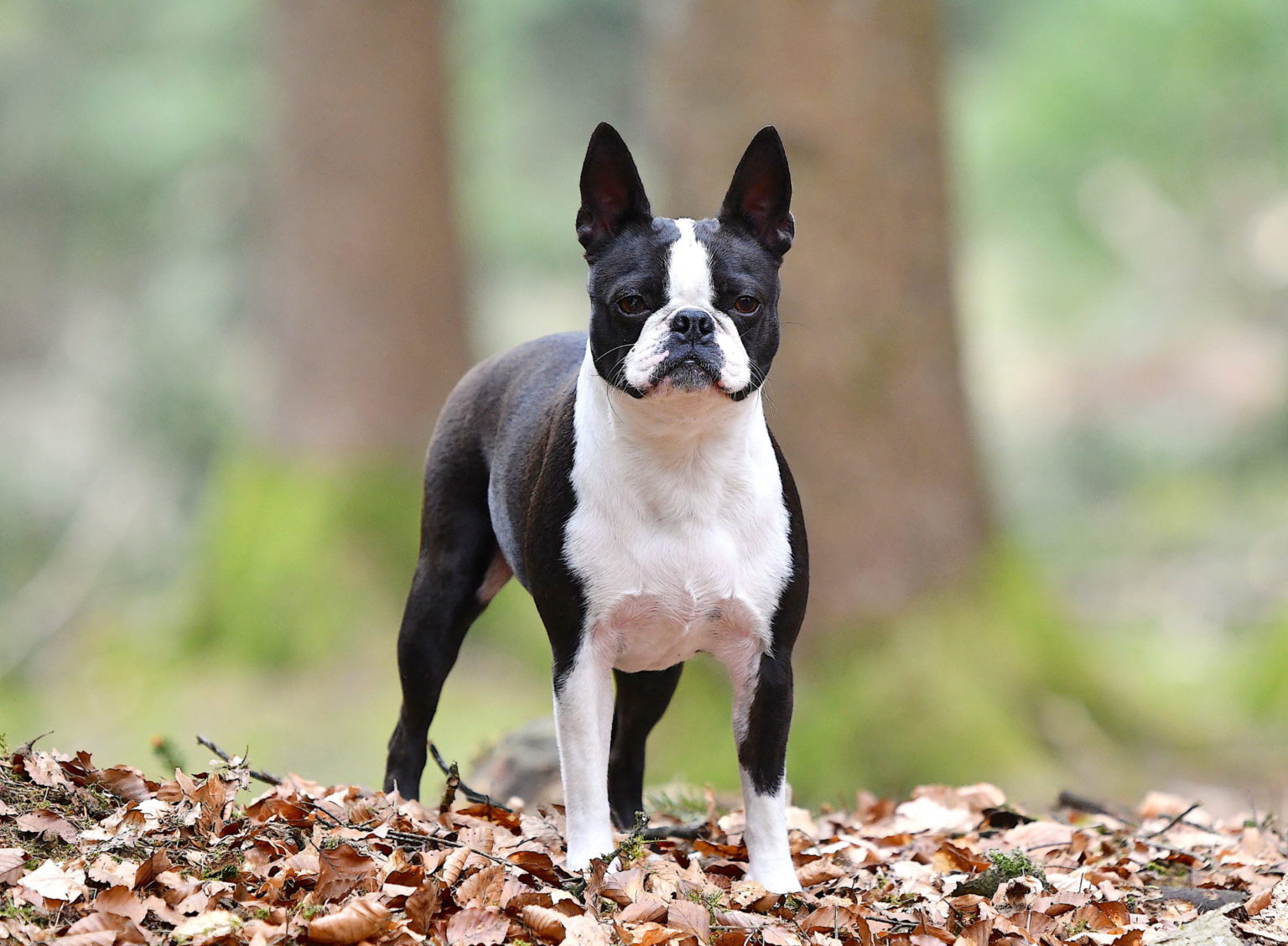 79+ Boston Terrier Ganz Schwarz Photo - Bleumoonproductions